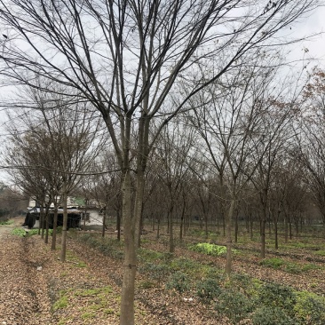 榉树，红榉树，四川成都供应红榉树，基地直销