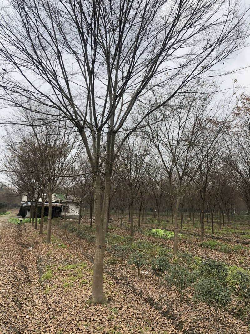 榉树，红榉树，四川成都供应红榉树，基地直销