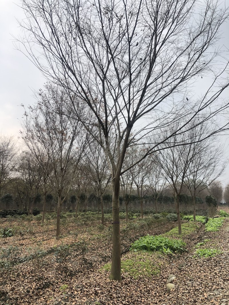 榉树，红榉树，四川成都供应红榉树，基地直销