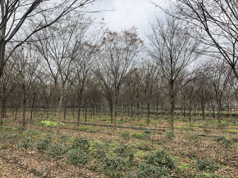 榉树，红榉树，四川成都供应红榉树，基地直销