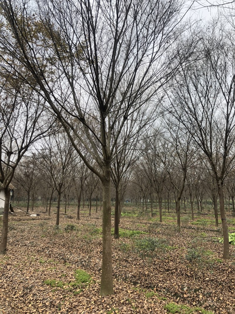 榉树，红榉树，四川成都供应红榉树，基地直销