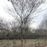 榉树，红榉树，四川成都供应红榉树，基地直销