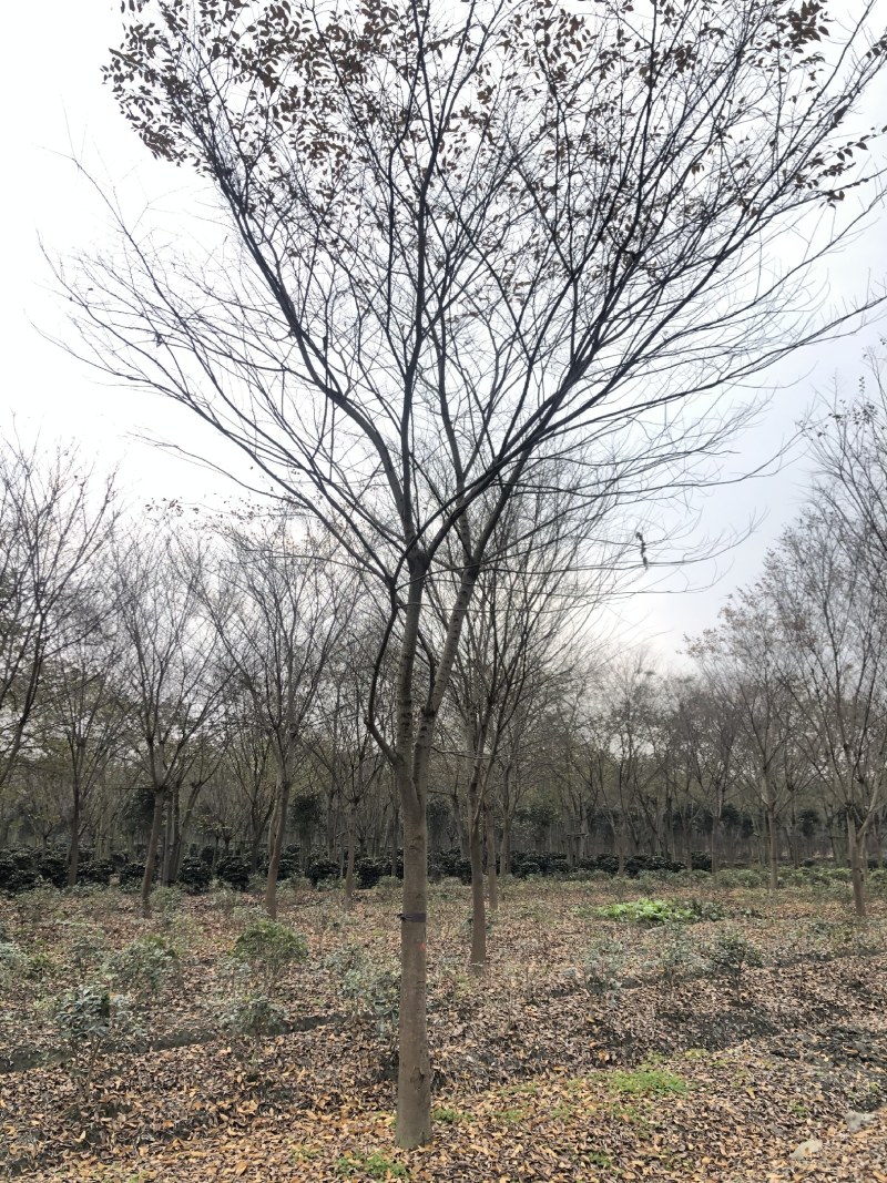 榉树，红榉树，四川成都供应红榉树，基地直销