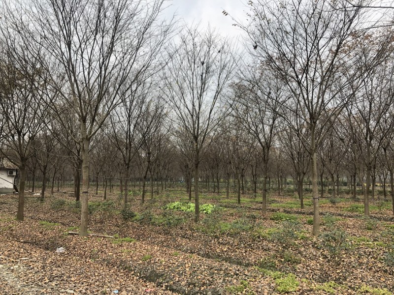 榉树，红榉树，四川成都供应红榉树，基地直销