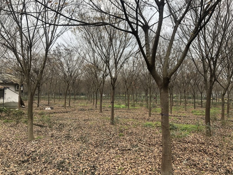 榉树，红榉树，四川成都供应红榉树，基地直销