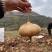 凉薯地瓜四川大凉山土瓜，各大市场老板都在积极联系