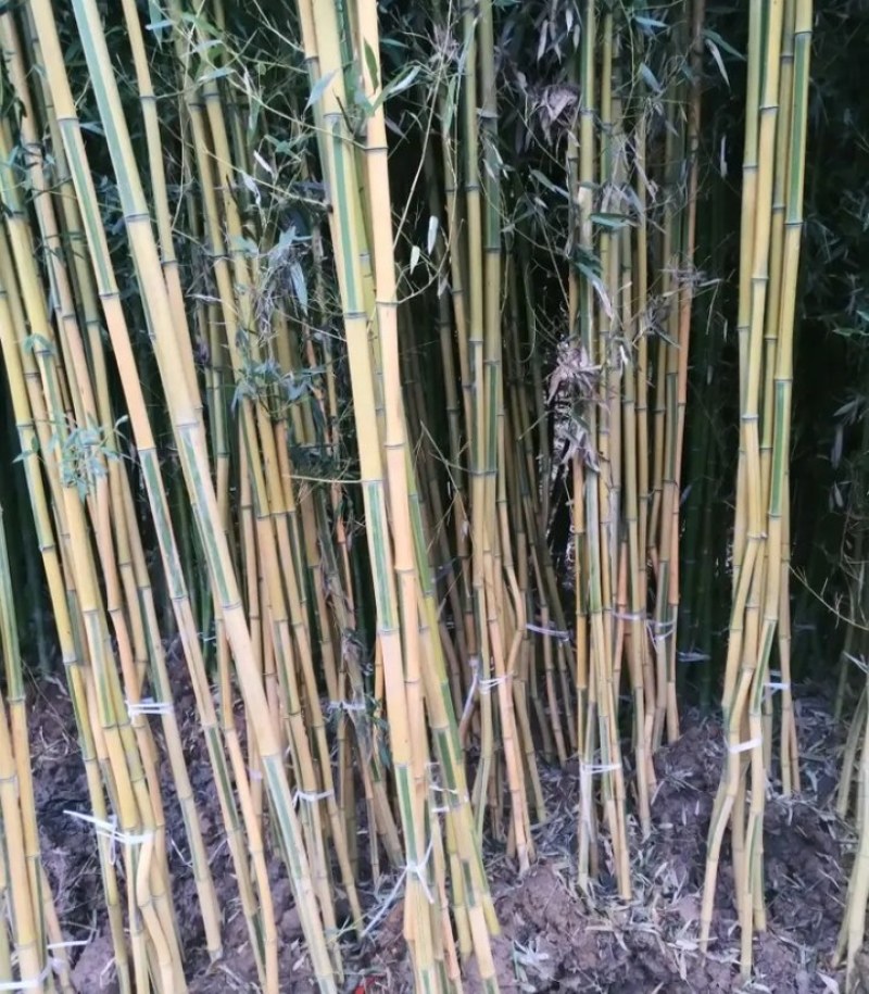 紫竹《速生生长速度快》成活率高耐旱耐寒！