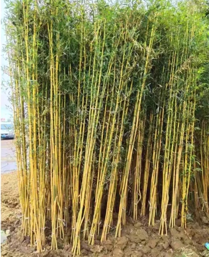 紫竹《速生生长速度快》成活率高耐旱耐寒！