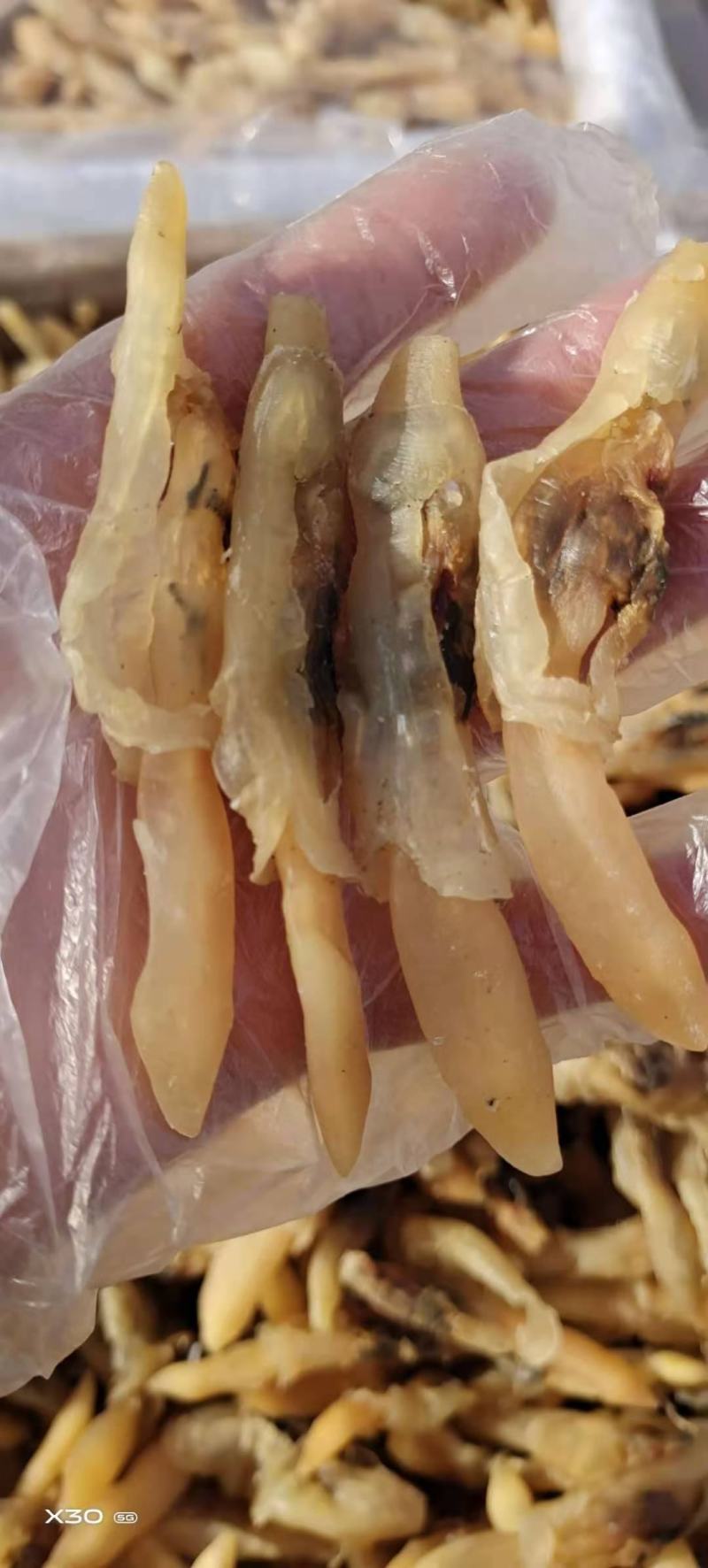 蛏王肉干干度好无沙干净支持一件代发对接各地电商