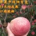 早熟五月水蜜桃苗桃王最大900克《速生生长速度快桃树苗