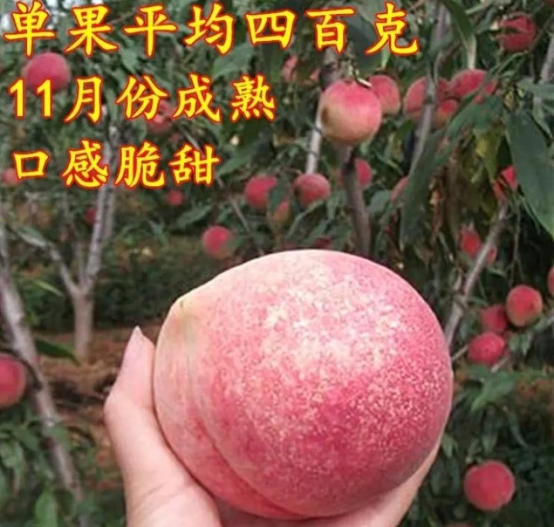 早熟五月水蜜桃苗桃王最大900克《速生生长速度快桃树苗
