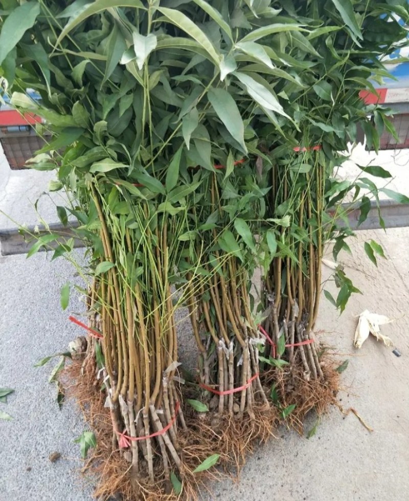 早熟五月水蜜桃苗桃王最大900克《速生生长速度快桃树苗