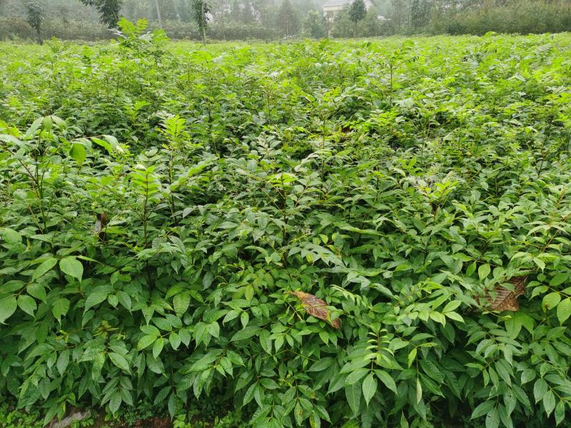 柏树苗黄柏苗，自产自销，基地几百亩欢迎新老客户联系