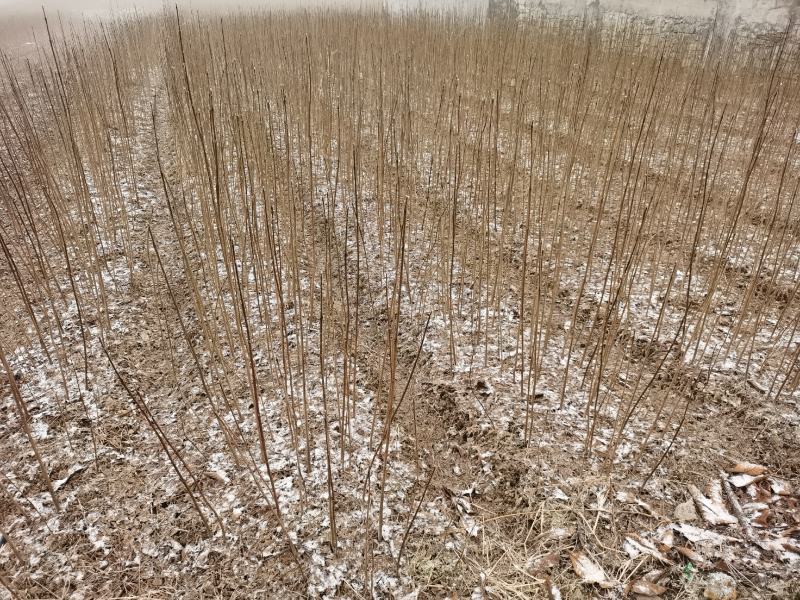 柏树苗黄柏苗，自产自销，基地几百亩欢迎新老客户联系