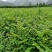 柏树苗黄柏苗，自产自销，基地几百亩欢迎新老客户联系
