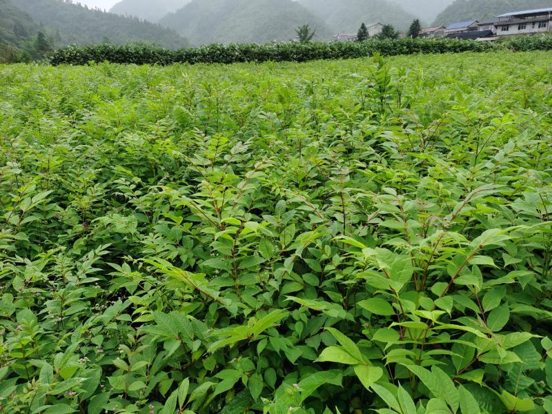 柏树苗黄柏苗，自产自销，基地几百亩欢迎新老客户联系