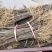 柏树苗黄柏苗，自产自销，基地几百亩欢迎新老客户联系