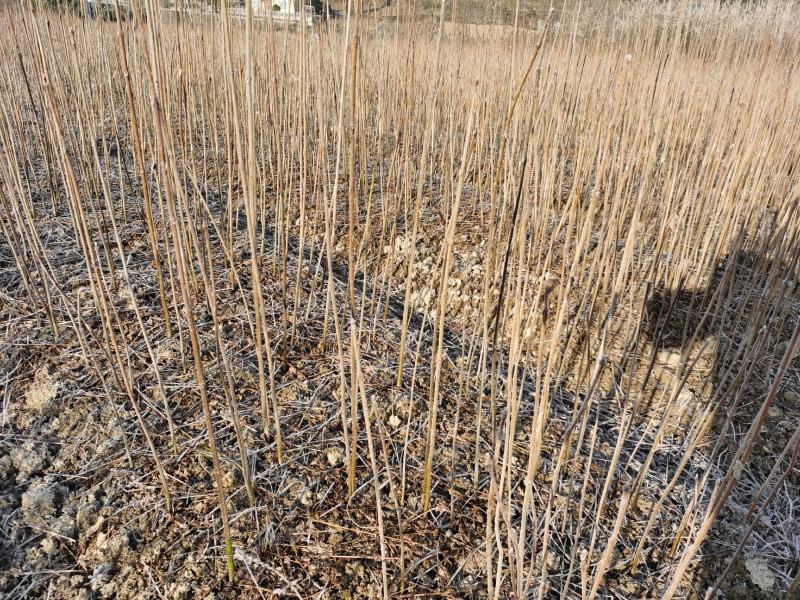 柏树苗黄柏苗，自产自销，基地几百亩欢迎新老客户联系