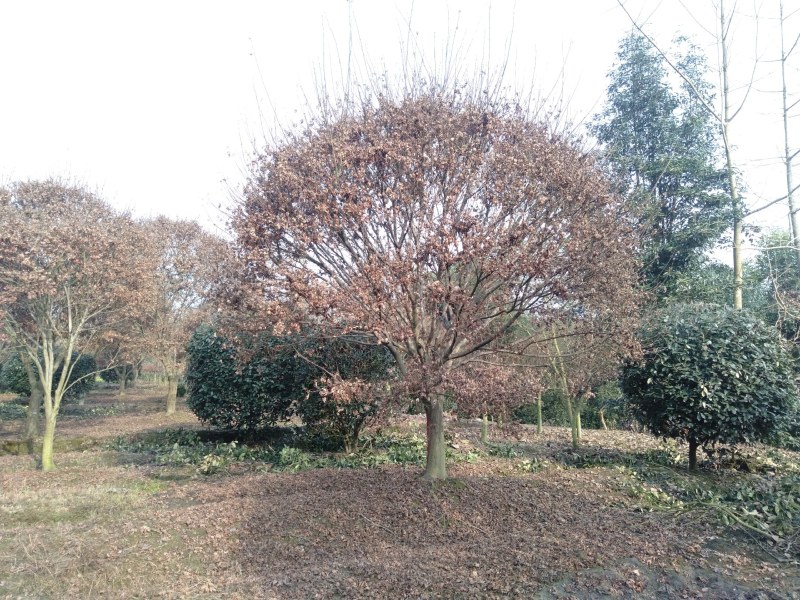 日本红枫，15—22公分日本红枫，基地直销