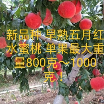 早熟五月水蜜桃苗桃王最大900克《速生生长速度快桃树苗