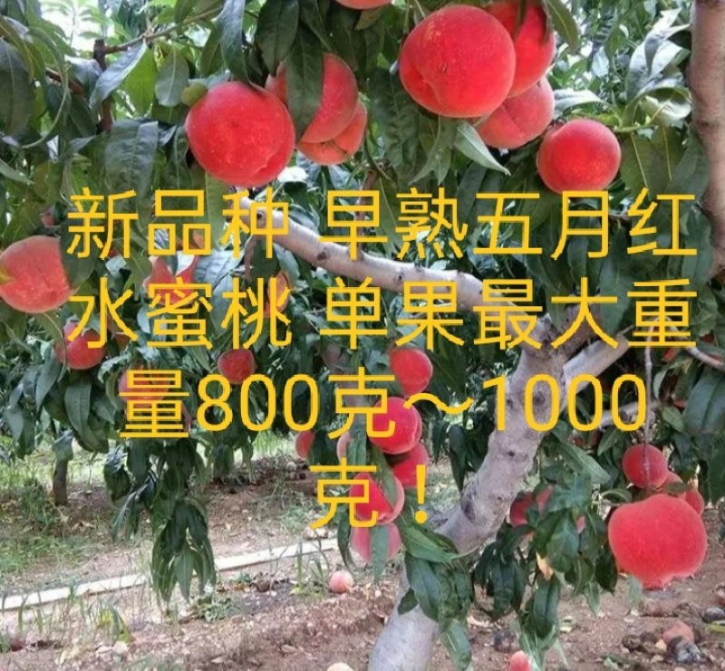 早熟五月水蜜桃苗桃王最大900克《速生生长速度快桃树苗