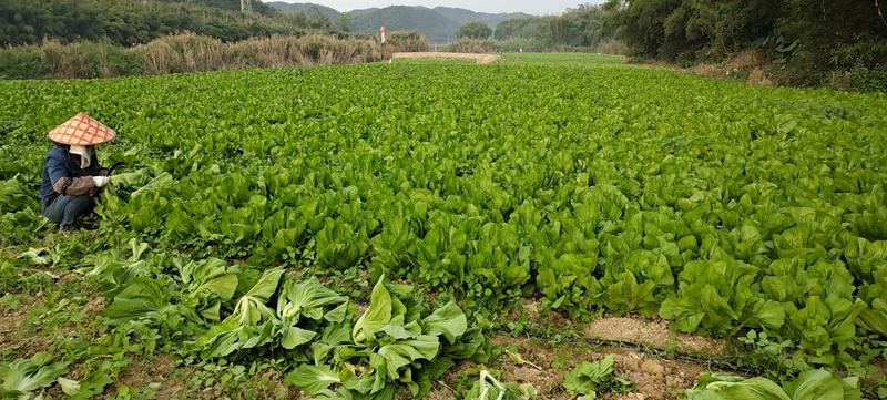 芥菜，新鲜芥菜，俺制芥菜包心芥菜