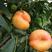 新品种早熟蟠桃苗《速生生长速度快》成活率高桃树苗
