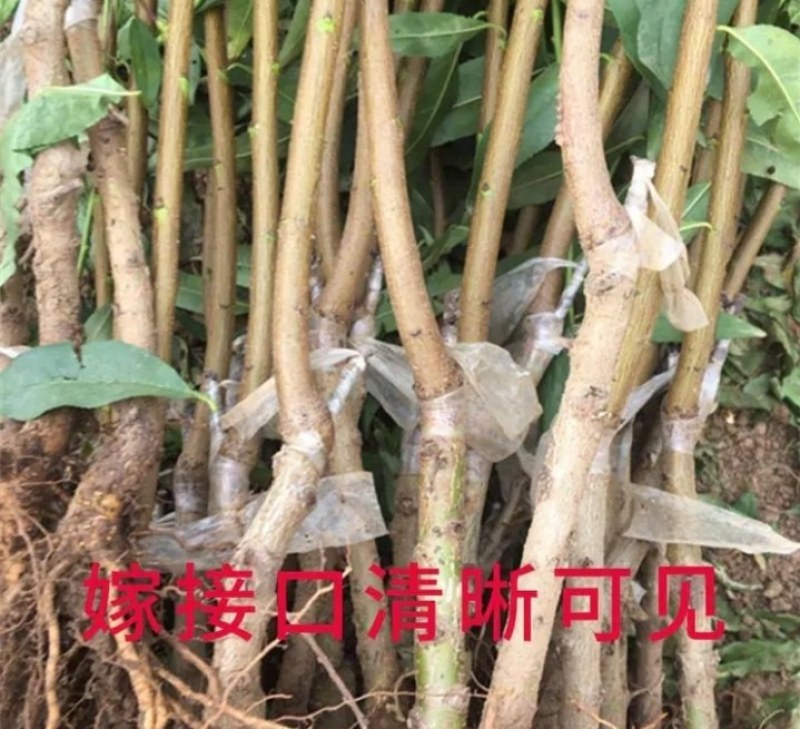 新品种早熟蟠桃苗《速生生长速度快》成活率高桃树苗