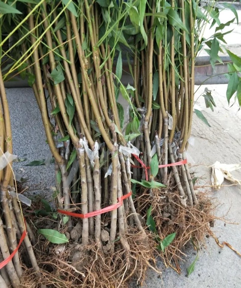 新品种早熟蟠桃苗《速生生长速度快》成活率高桃树苗
