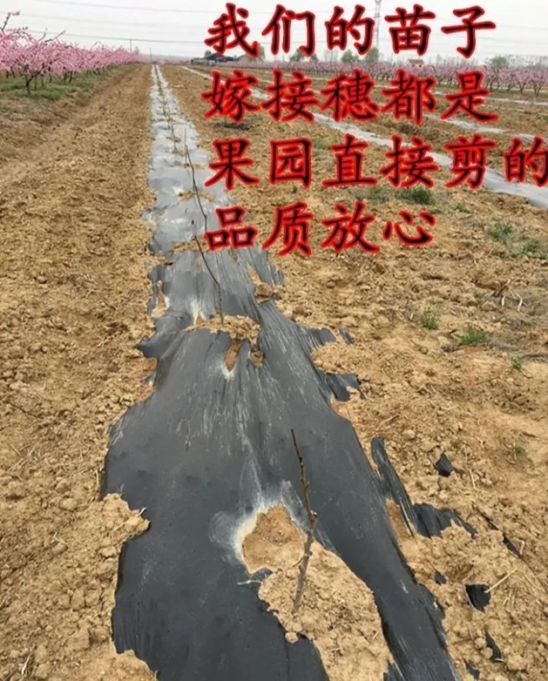 新品种早熟蟠桃苗《速生生长速度快》成活率高桃树苗
