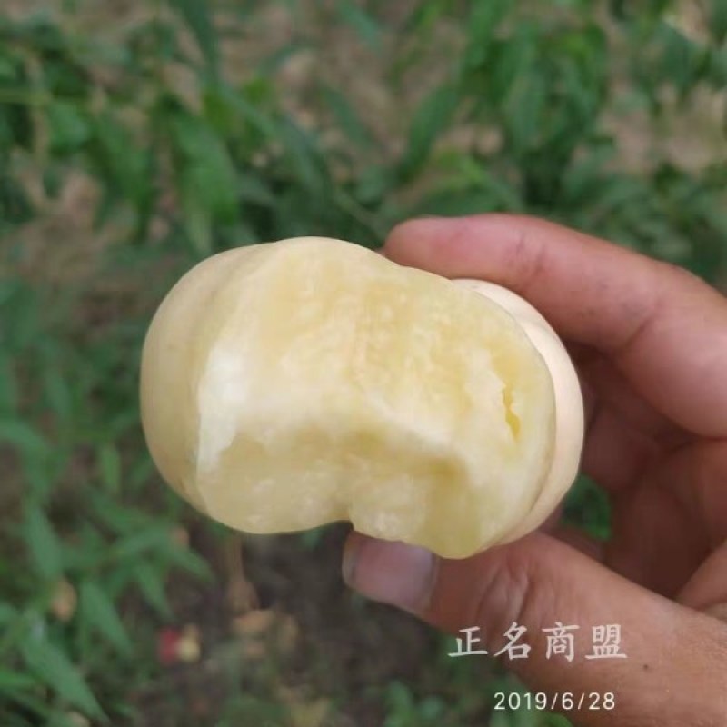 新品种早熟蟠桃苗《速生生长速度快》成活率高桃树苗