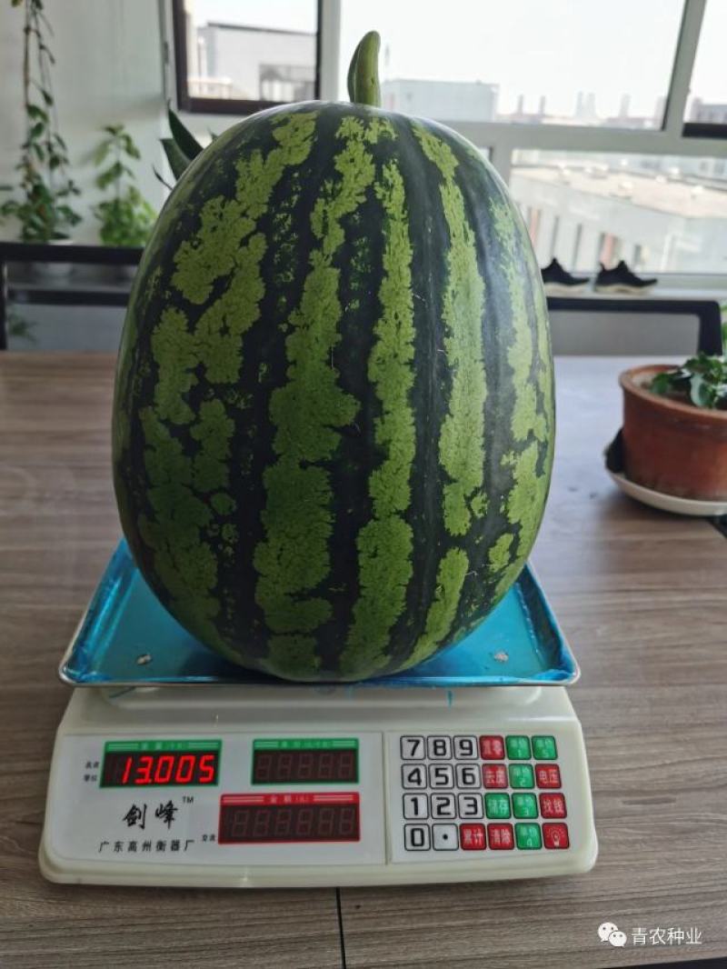 青农二号甜王，中晚熟大棚种植，高产量，大红瓤皮毛好
