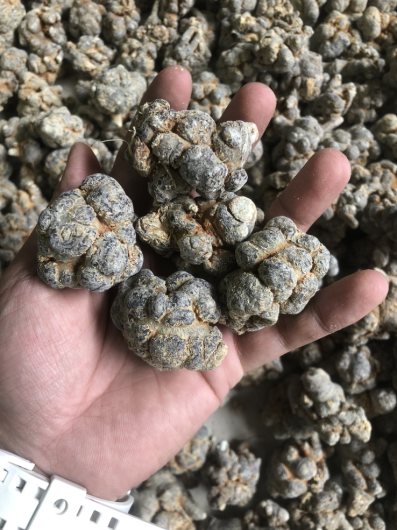 文山三七田七20头滑头水洗足干三七