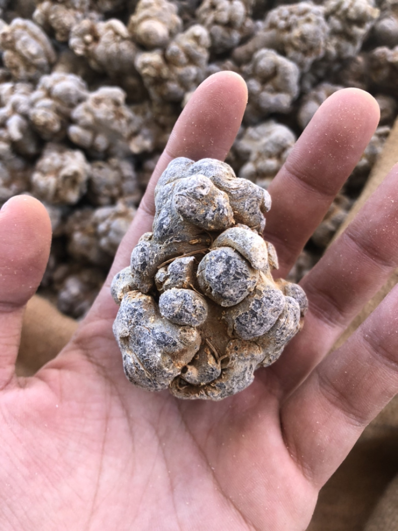 文山三七田七20头滑头水洗足干三七