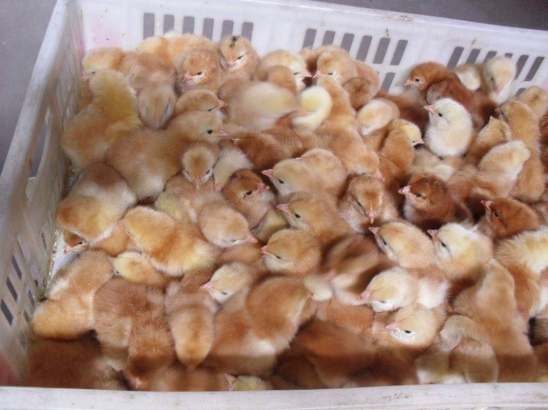 血毛土鸡苗良心商家优质靓苗长期供应量大从优