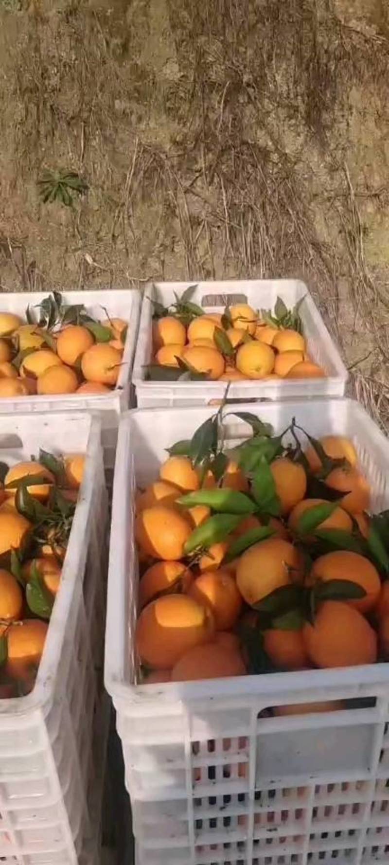 橙子，伦晚橙花果同期，秋季节橙子产地直发！