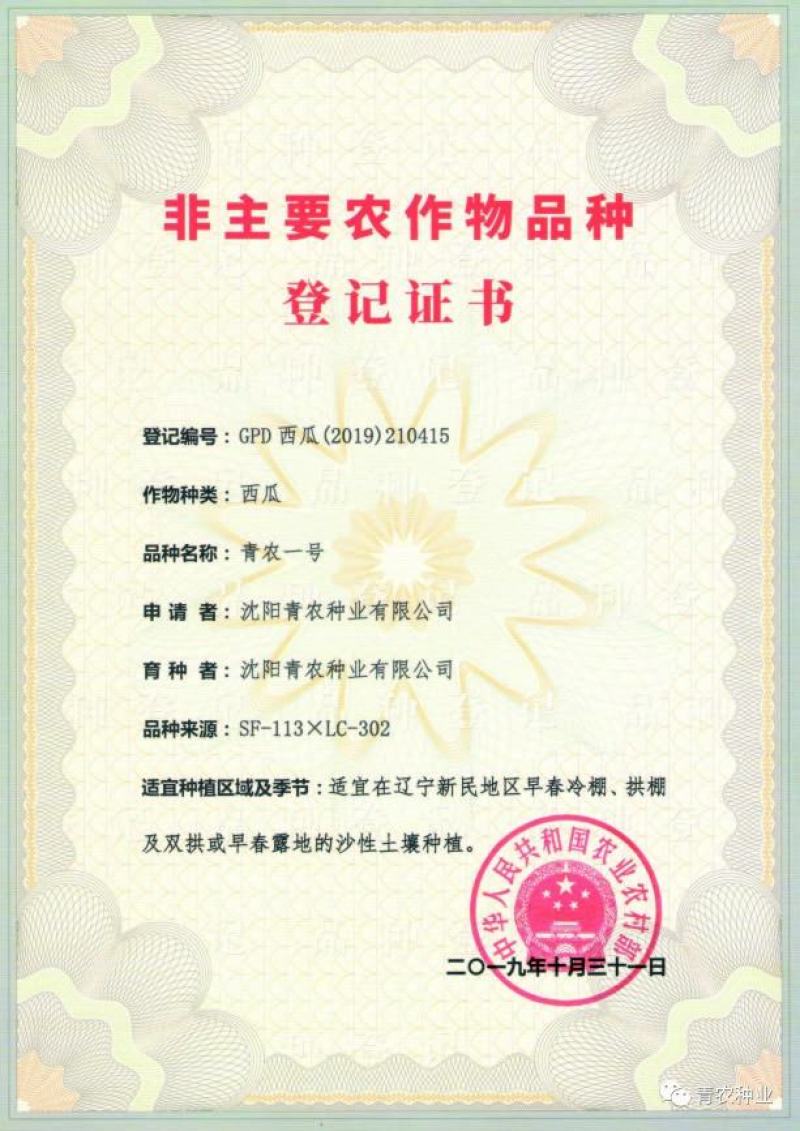【牛】青农一号甜王皮毛好看，型好，杜鼓