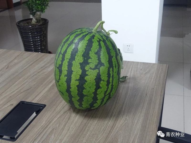 【牛】青农一号甜王皮毛好看，型好，杜鼓