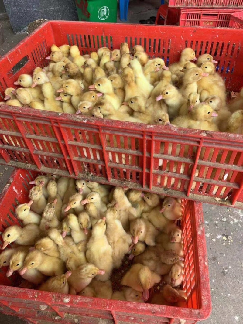 大种白鸭苗诚信商家优质靓苗