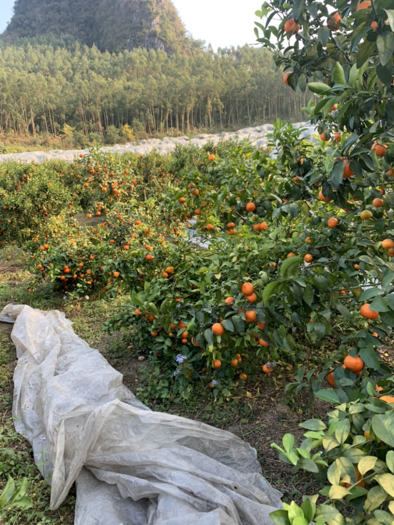 广西来宾象州沙糖桔大量上市了，品质好，甜度够，水份足