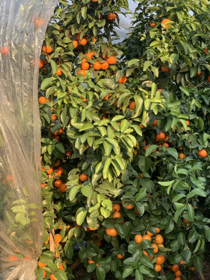 广西来宾象州沙糖桔大量上市了，品质好，甜度够，水份足