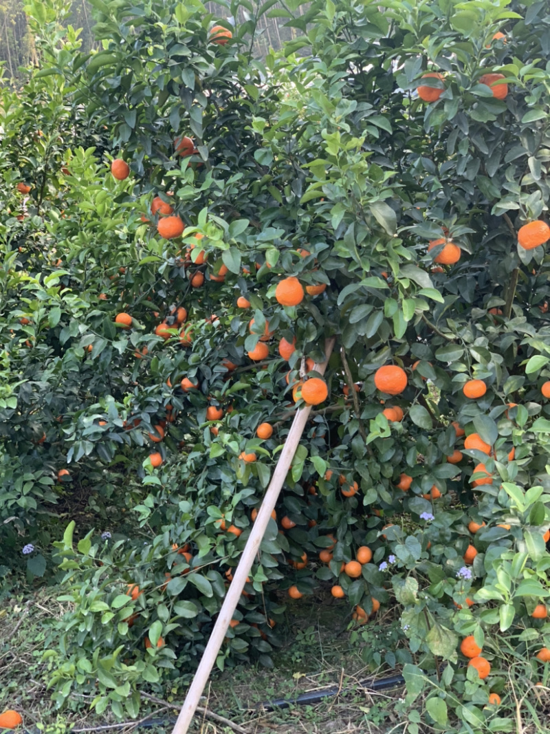 广西来宾象州沙糖桔大量上市了，品质好，甜度够，水份足