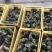 大种马岗鹅苗诚信商家优质靓苗长期供应量大从优