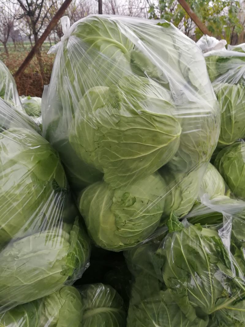 圆包菜2斤左右，甘蓝，中甘，产地直销，精品包装