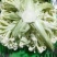 有机花、散花，本地花菜上市，诚信代办，互利共赢。