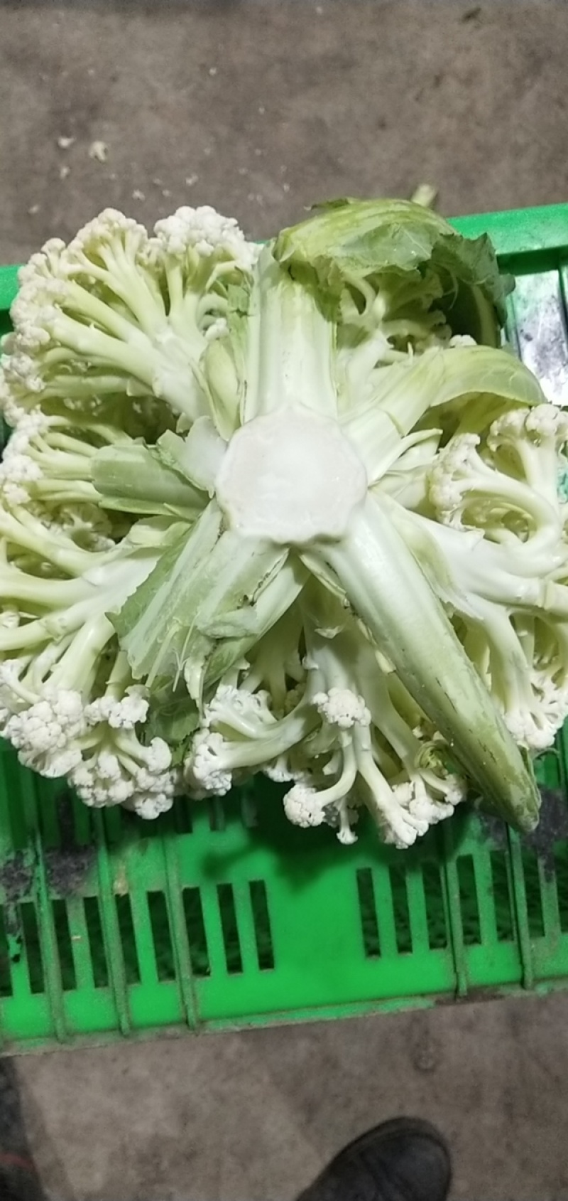 有机花、散花，本地花菜上市，诚信代办，互利共赢。