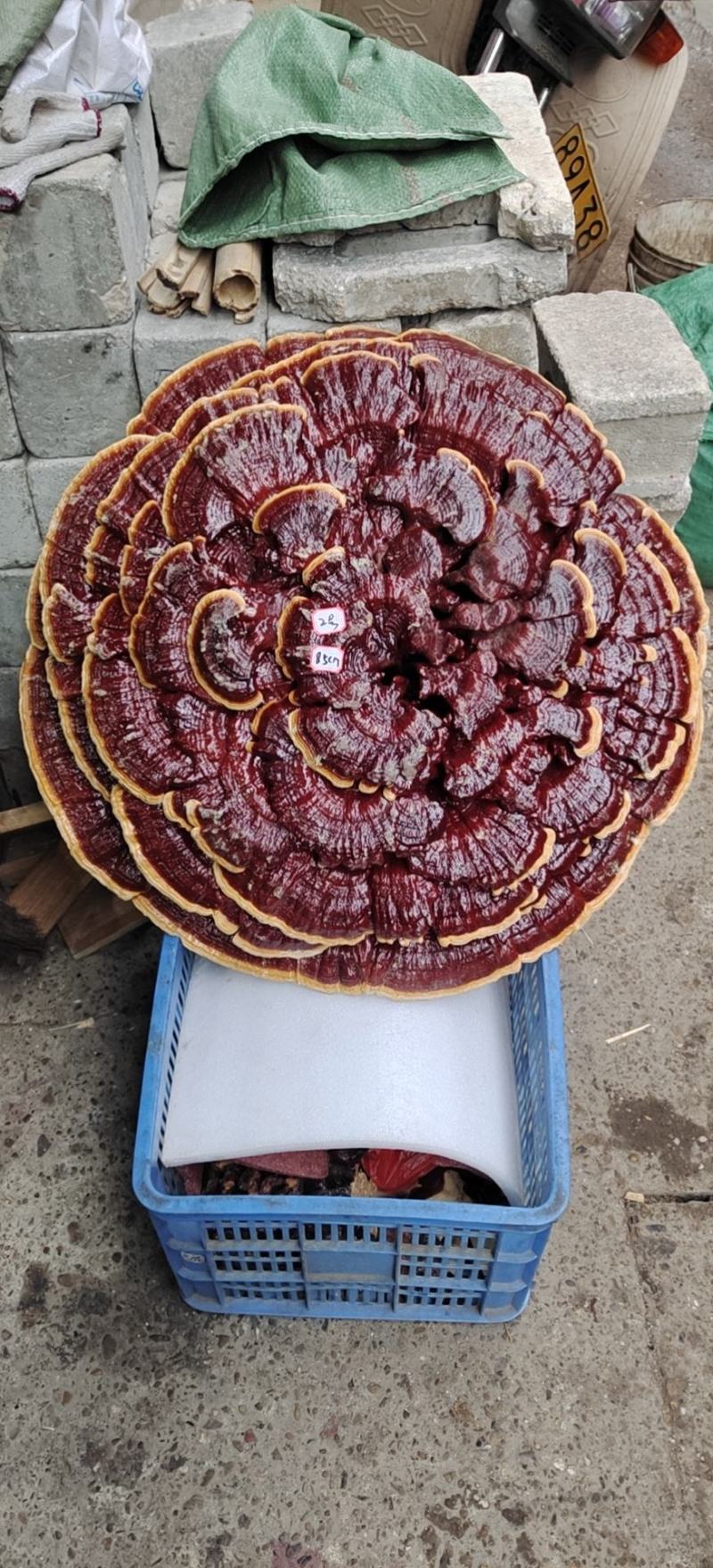 湘西超大灵芝盆景摆件，产地合作社种植欢迎各界同仁前来参观
