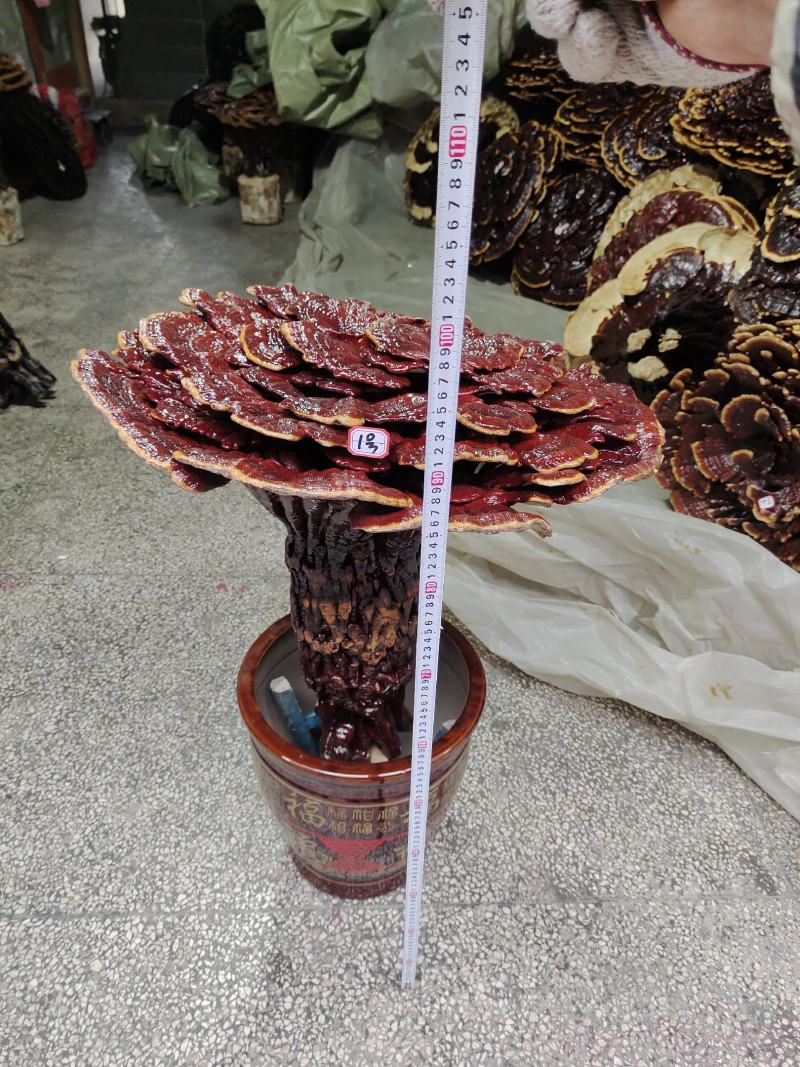 湘西超大灵芝盆景摆件，产地合作社种植欢迎各界同仁前来参观