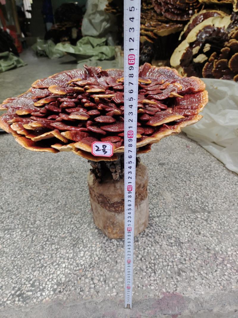湘西超大灵芝盆景摆件，产地合作社种植欢迎各界同仁前来参观
