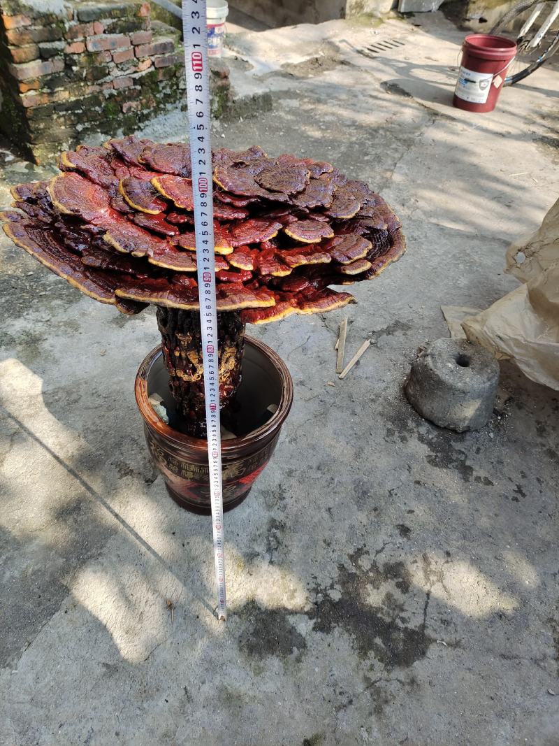 湘西超大灵芝盆景摆件，产地合作社种植欢迎各界同仁前来参观
